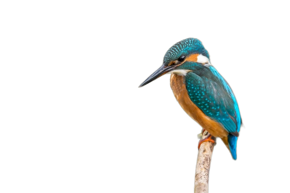 A kingfisher perched on a branch, background removed