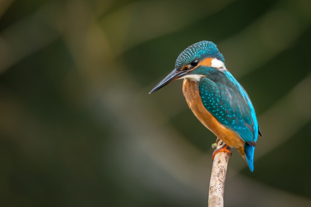 A kingfisher perched on a branch, original photo