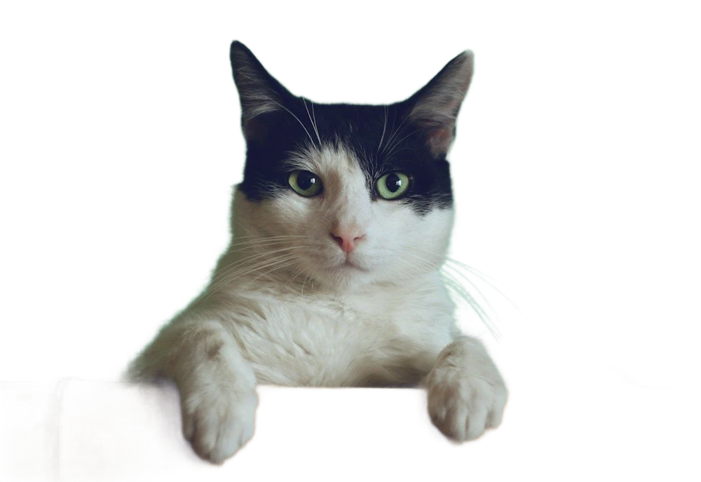 A black and white cat against a green background, background removed