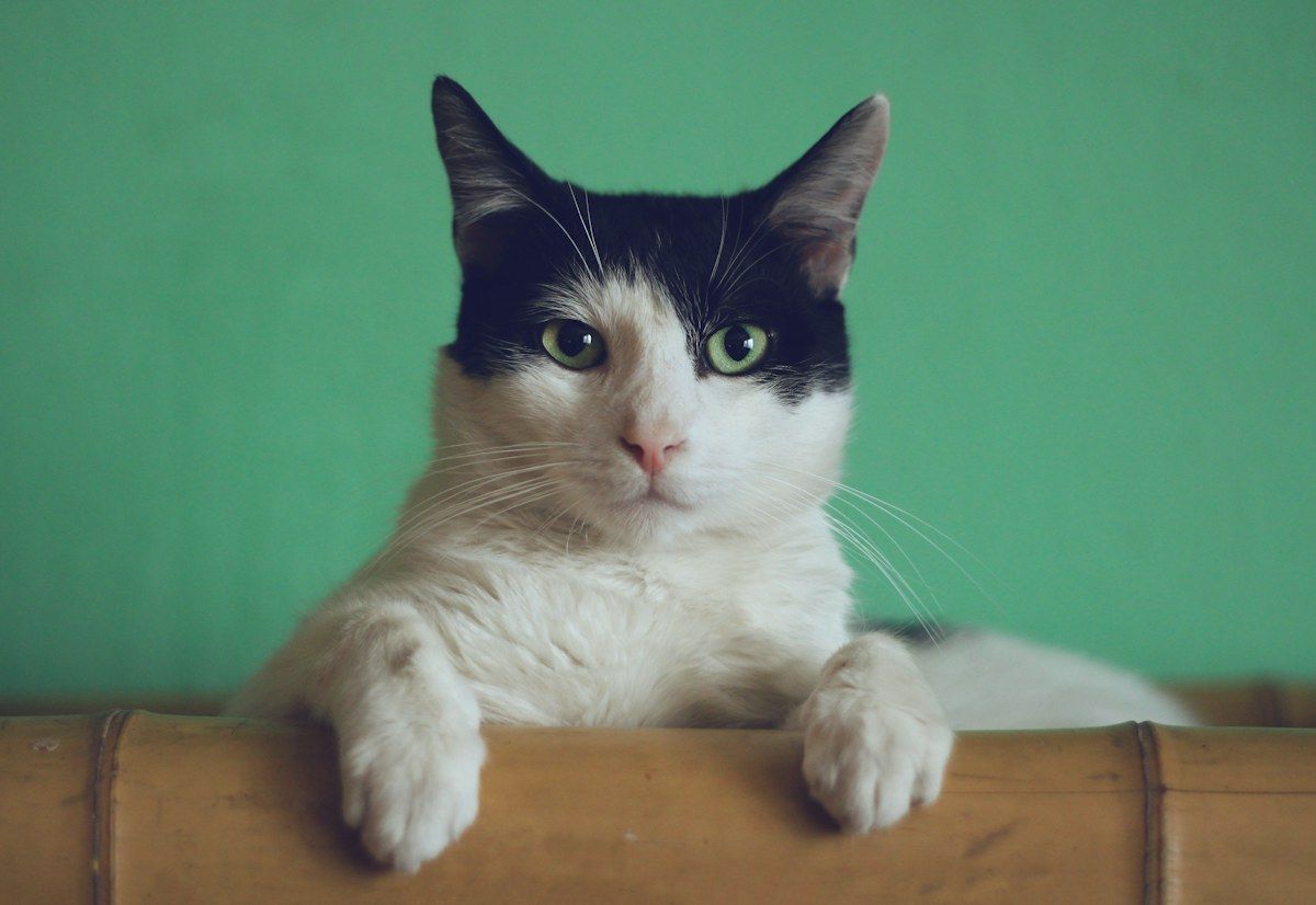 A black and white cat against a green background, original photo