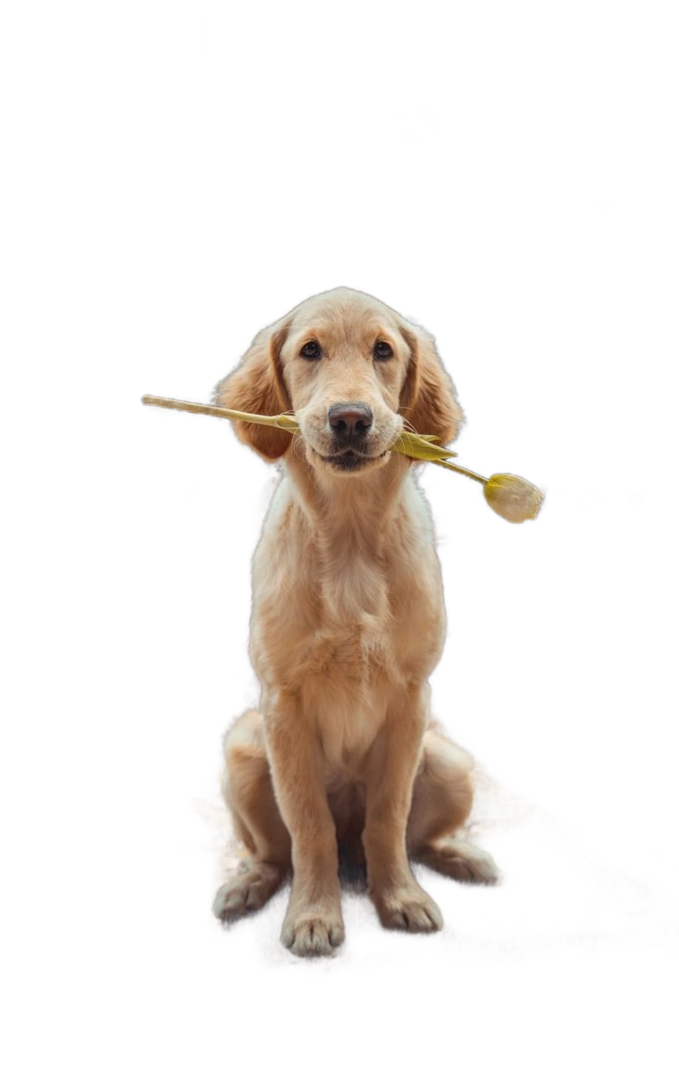 Prepared dog example retaining large pixelated background regions