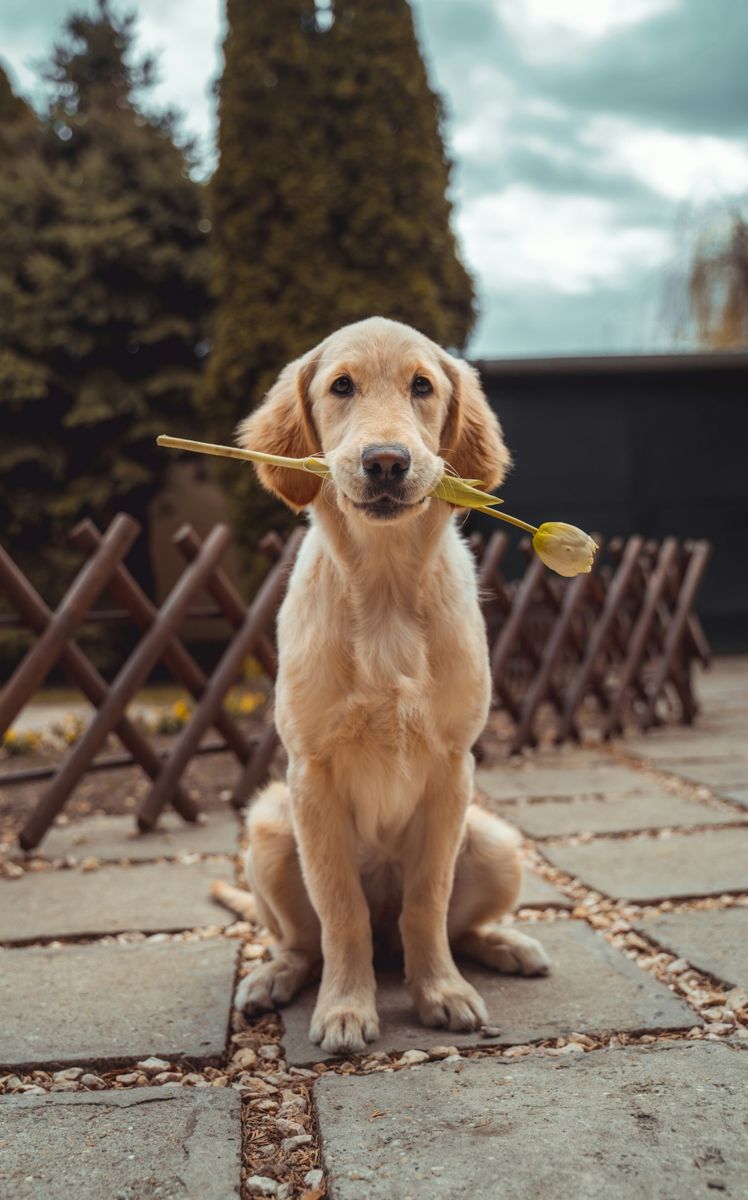 Original golden retriever holding a flower