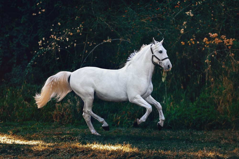 A white horse running in front of dark trees, original photo