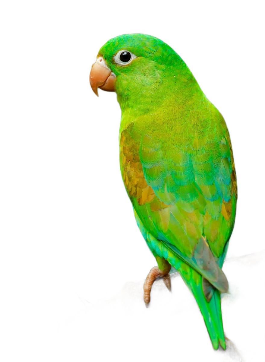 A bright green parrot perched on a branch against green foliage, background removed