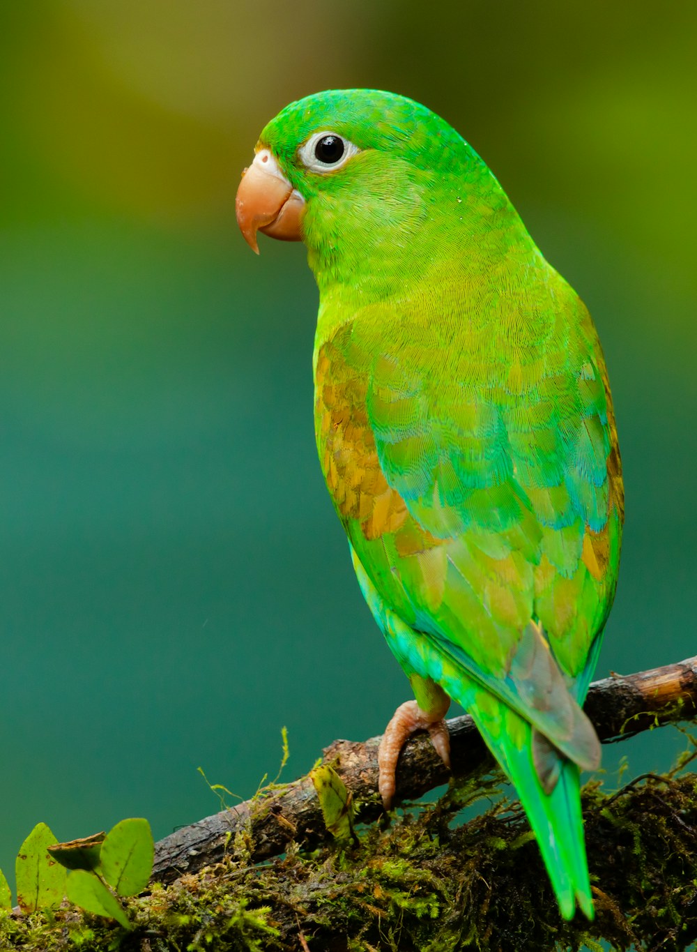 A bright green parrot perched on a branch against green foliage, original photo