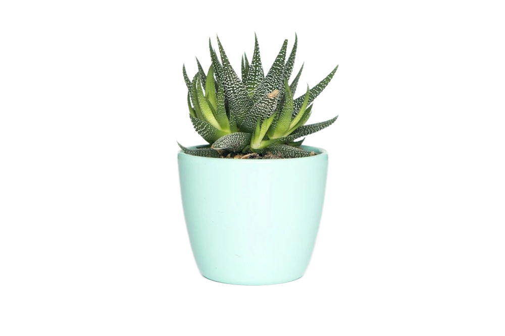 A succulent in a mint green pot, background removed
