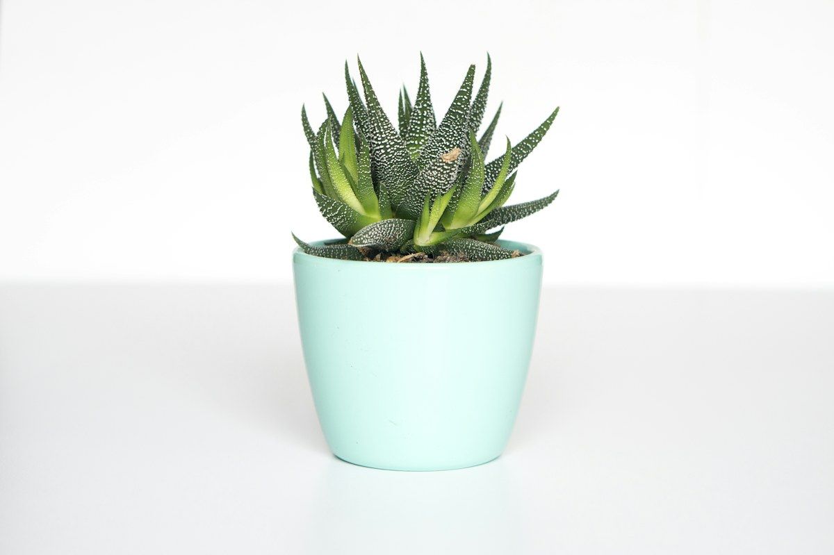 A succulent in a mint green pot, original photo