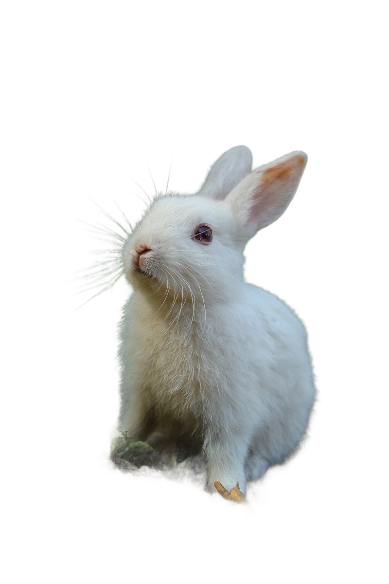 A white rabbit sitting among green foliage, background removed