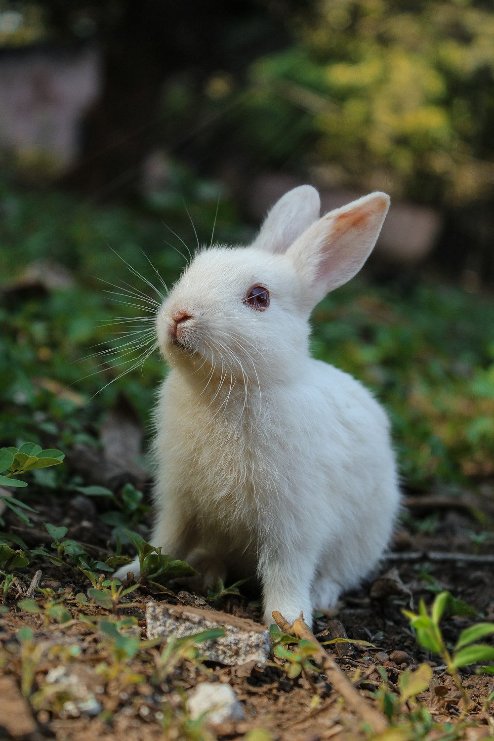 A white rabbit sitting among green foliage, original photo